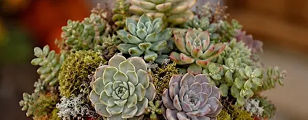 Succulent Pumpkin Design Experience