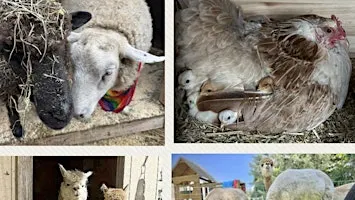 Parent & Me Farmyard Flow & Snuggles - All Ages