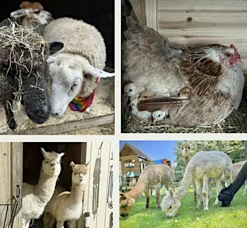 Parent & Me Farmyard Flow & Snuggles - All Ages