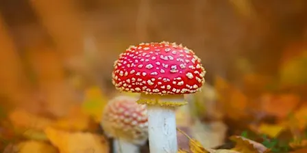 Photography - Fungi & the Autumn Colours