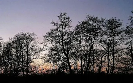 NWT Sweet Briar Marshes: Sweet Briar Marshes through time (Adult event)