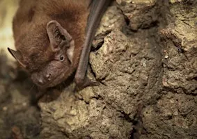 Bat walk at Big Pool Wood