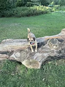 Paws for a Good cause