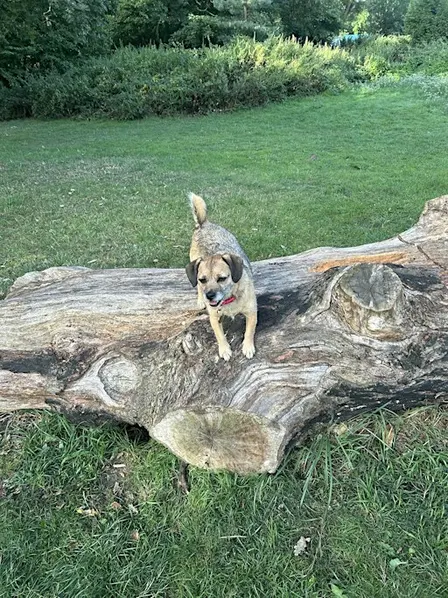 Paws for a Good cause
