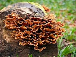NWT Sweet Briar Marshes - Fantastic fungi (Adult event)