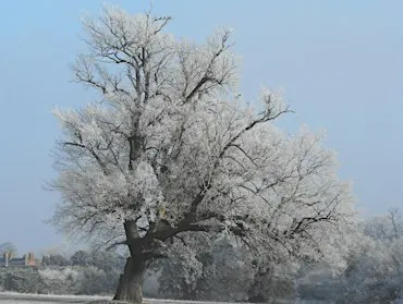 NWT Sweet Briar Marshes - Winter tree identification for beginners