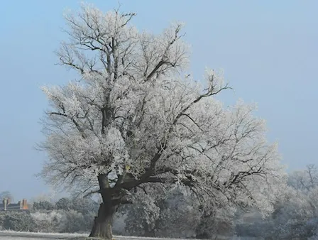 NWT Sweet Briar Marshes - Winter tree identification for beginners