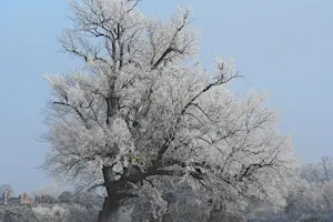 NWT Sweet Briar Marshes - Winter tree identification for beginners