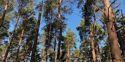 Forest Bathing with Woodlands Breathing at Binning Wood, East Linton