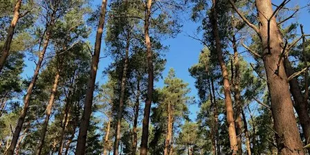 Forest Bathing with Woodlands Breathing at Binning Wood, East Linton