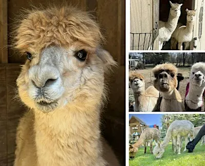 Alpaca Yoga under the Harvest Moon : Stretch, Unwind & Flow Under the Stars