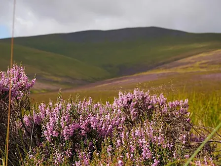 Conservation day at Skiddaw Forest Nature Reserve