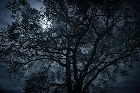 NWT Sweet Briar Marshes - Winter stargazing (Adult event 3 Dec)