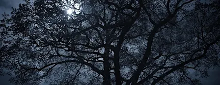 NWT Sweet Briar Marshes - Winter stargazing (Adult event 10 Nov)