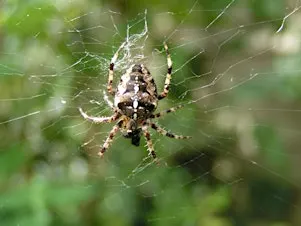 NWT Sweet Briar Marshes: Spooky species (family event)