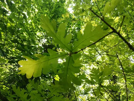 Branch Out!