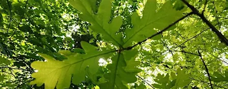 Branch Out!