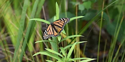Wetland Garden Workshop
