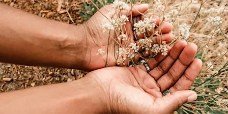 Plant Allies for Rest with Cozy Herb Co