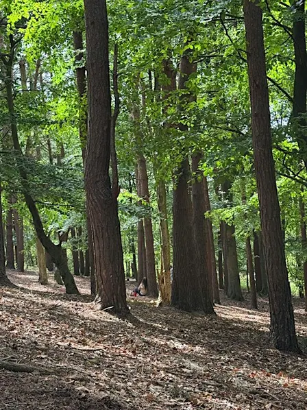 Forest bathing in Malvern, Worcestershire