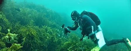 HOBART FORUM: Reef health in the D'Entrecasteaux Channel