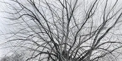 Native Black Poplars: Poetry Workshop