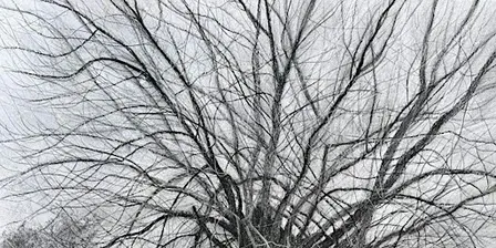 Native Black Poplars: Poetry Workshop