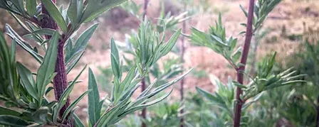Meeting the Herb - Mugwort