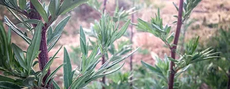 Meeting the Herb - Mugwort