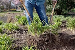 Propagation: Cuttings, Layering & Splitting – Gardening Workshop