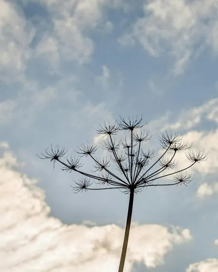 Paint the seasons | October | Seedheads & Berries