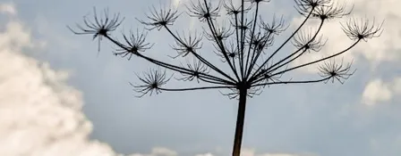 Paint the seasons | October | Seedheads & Berries