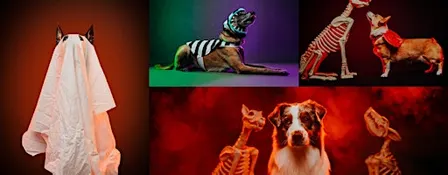 Howl-O-Ween: Creative Dog Photography Workshop - Los Angeles