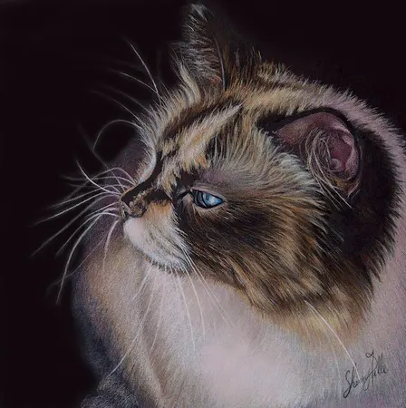 PET PORTRAIT OF YOUR PET IN 4 SESSIONS