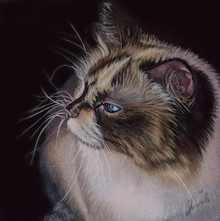 PET PORTRAIT OF YOUR PET  IN 4 SESSIONS