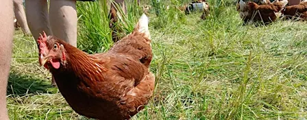 What would a community supported farm bring to York?