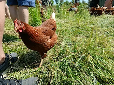 What would a community supported farm bring to York?