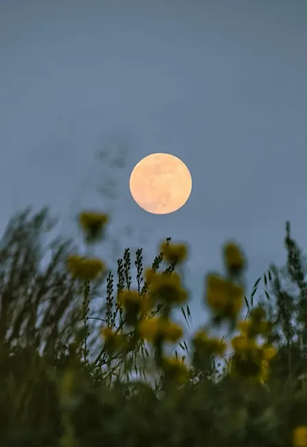 Sister Circle: Full Moon Gathering