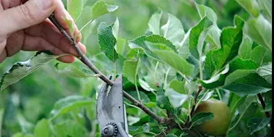 Summer Fruit Tree Pruning