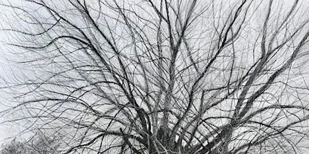 Native Black Poplar Talk with Tony Norman