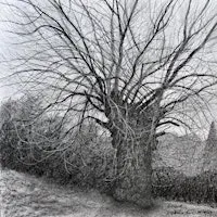 Stories from the Black Poplars