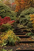 Autumn colour in the garden