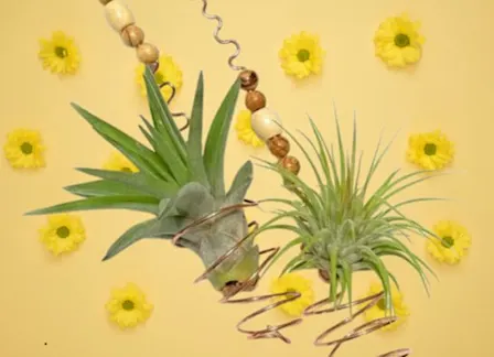Up in the Air Workshop — Make a hanging air‑plant sculpture
