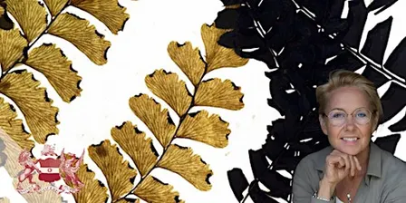 Herbarium | Plants in a New Light