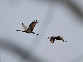 Fall Migration at Pinckney Recreation Area