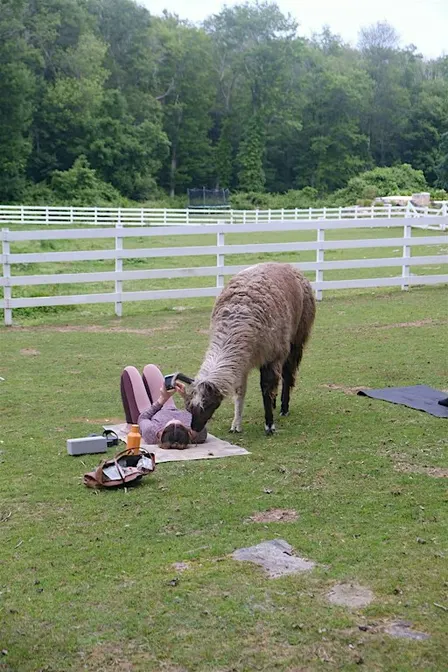 llama yoga at Bittersweet Farm Estate