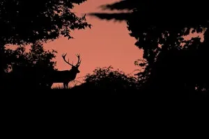 Wex Workshops: Red Deer Rut Photography at Richmond Park & SONY