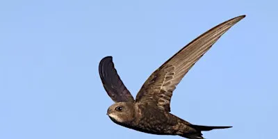 Swifts: An evening talk - Woolley Firs, Maidenhead, Thursday 24 September