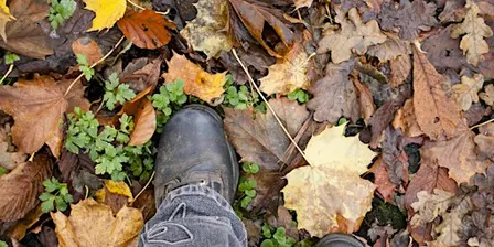 Autumn Stroll - Sutton Courtenay, Saturday 17 October