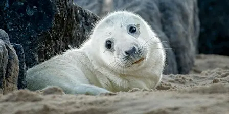 Baby Seal Pups Photography Tour, Norfolk (incl transport from London)